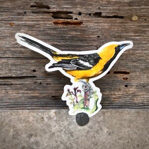 Hooded Oriole sticker, 3.5”, waterproof, matte vinyl, original illustration