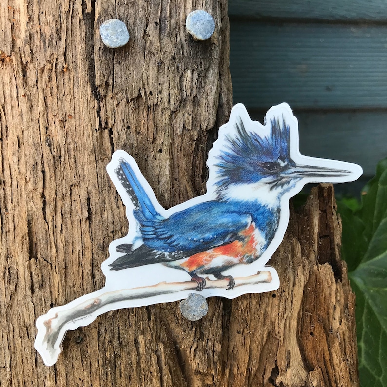 May include: A sticker featuring a detailed illustration of a belted kingfisher bird perched on a branch. The bird has blue, white, and orange plumage. The sticker is affixed to a weathered wooden surface with three gray tacks.