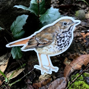 Hermit Thrush sticker, 4&quot;, waterproof vinyl, original illustration