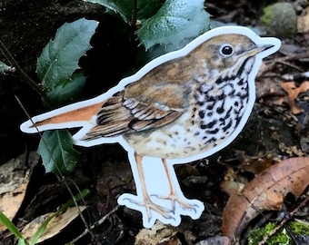Autocollant Hermit Thrush, 4 », vinyle imperméable à l’eau, illustration originale
