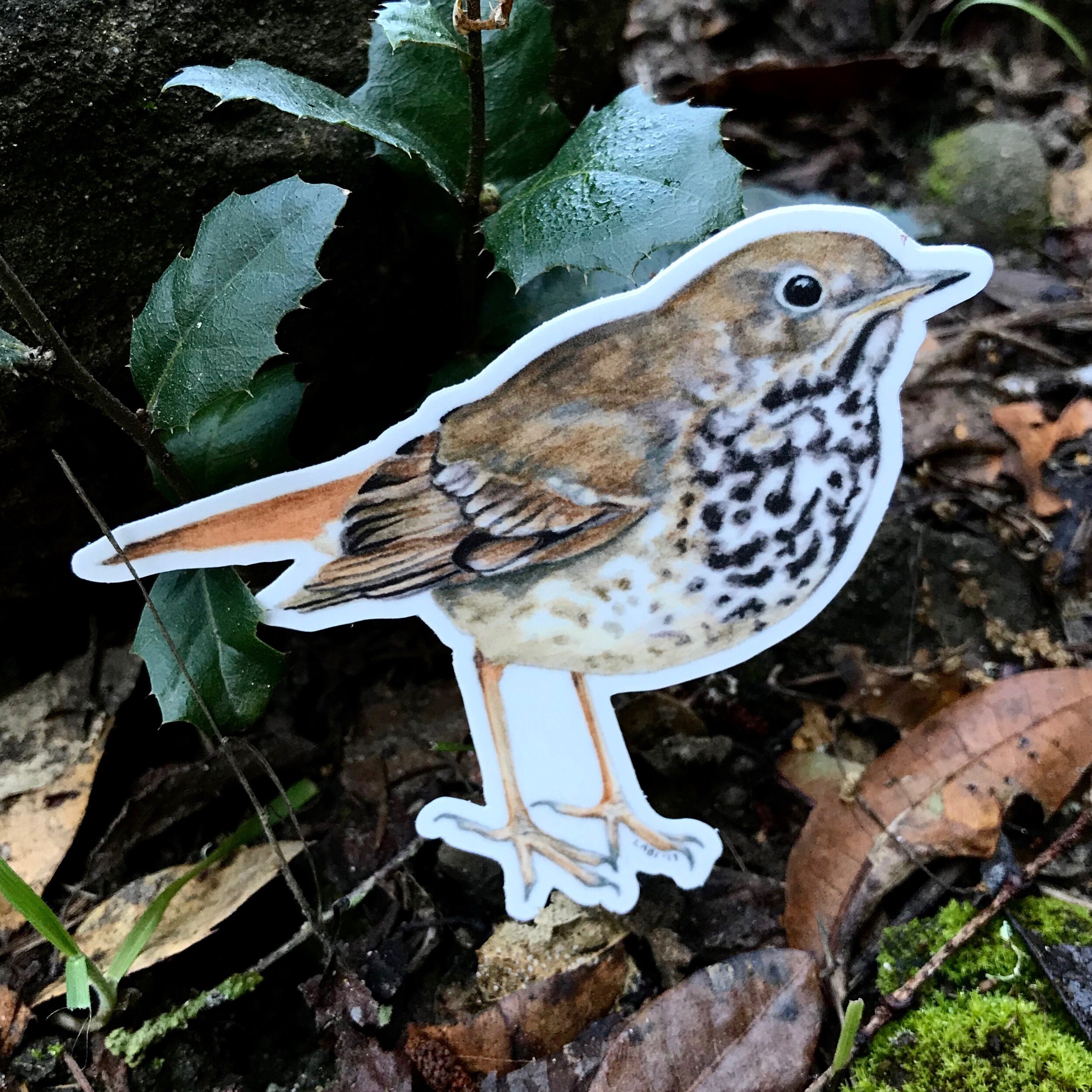 Thrush Bird Sticker Hermit Thrush Sticker, 4