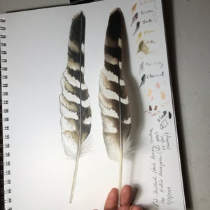 Red-shouldered Hawk Feather Sticker, Vinyl, 6