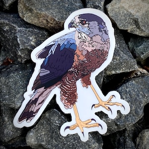 Cooper’s Hawk sticker 3.25”, vinyl, waterproof, UV resistant