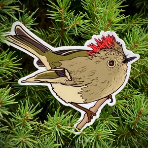 May include: A sticker of a brown and green bird with a red crest. The bird is perched on a branch and has a white background.