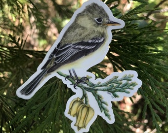 Pacific-slope Flycatcher sticker, cedar, vinyl, 3.5", waterproof, original illustration