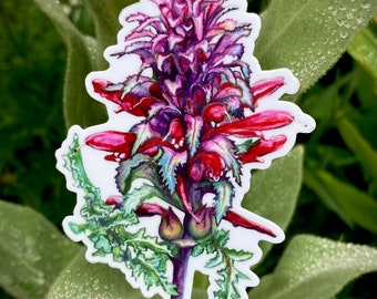 Pedicularis sticker, 3.5”, vinyl, waterproof, UV resistant, original illustration