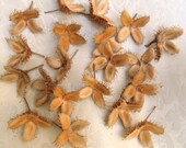 30 Beech Tree Pods