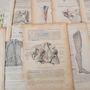 20 Vintage Italian anatomy book pages, pictures on each page,  paper ephemera. For scrapbooks, collage, art projects.