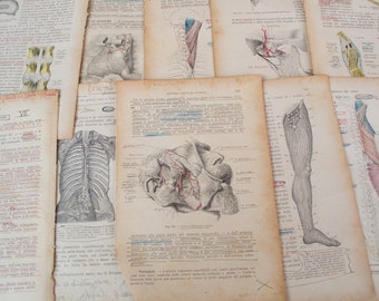 20 Vintage Italian anatomy book pages, pictures on each page,  paper ephemera. For scrapbooks, collage, art projects.