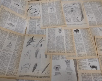 Vintage Italian Illustrated Dictionary Pages. 1970's. Aged Book Pages. scrap paper,craft,Old Dictionary Ephemera.