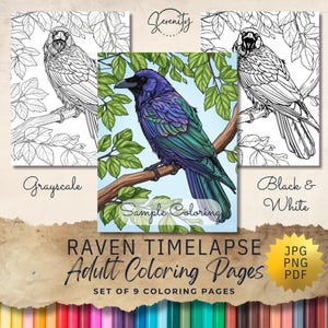 May include: Set of 9 adult coloring pages featuring raven illustrations. Includes grayscale and black & white options. The text on the image says "Raven Timelapse Adult Coloring Pages". The image also includes the file types JPG, PNG, and PDF.
