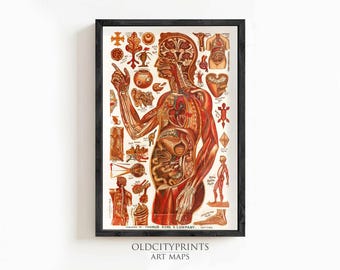アンティーク解剖図版 - 人体の筋肉系、骨格系、血管系、神経系 - 1898