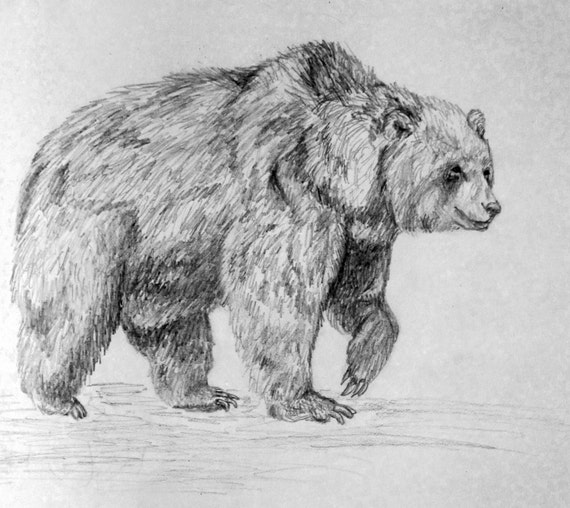 Artículos similares a Oso pardo lápiz dibujo grabado en Etsy