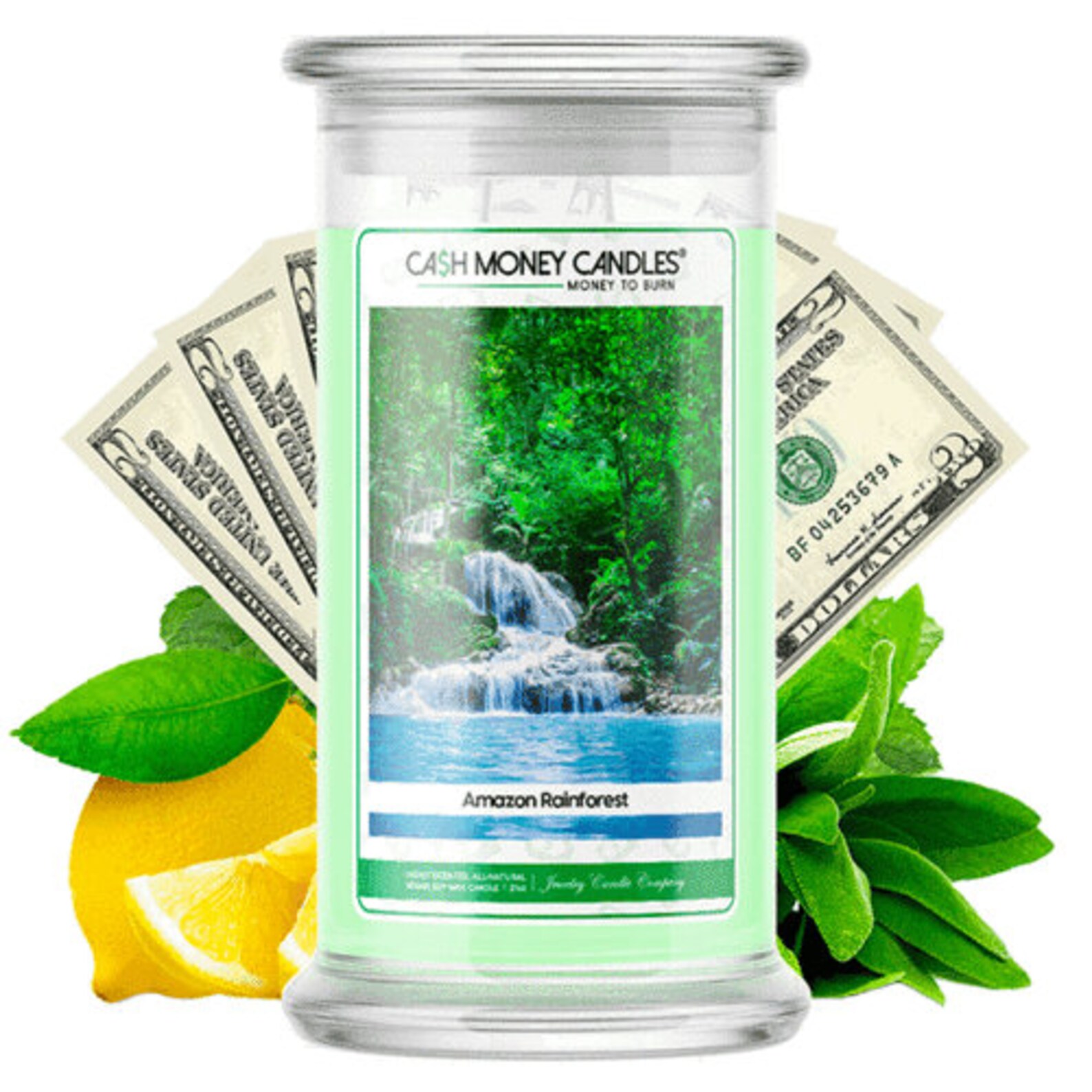 Amazon Rainforest Cash Money Candle Etsy