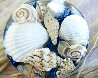 Tapones náuticos Calibres de musgo azul Joyería de conchas marinas Túneles de conchas marinas 0g Concha marina Océano 00g