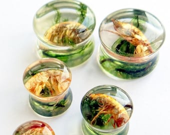 Shrimp gauges Resin plug Real gammarus Taxidermied animals Insect jewelry Tunnel