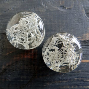 Gray ear plugs 2g - 2 inch gauges Resin jewelry for piercing Moss lichen tunnels