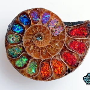 Bello Opal Inlayed Ammonite, rainbow, hole optional