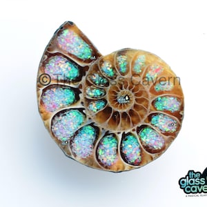 Bello Opal inlayed Ammonite, kiwi & royal pink, optional hole