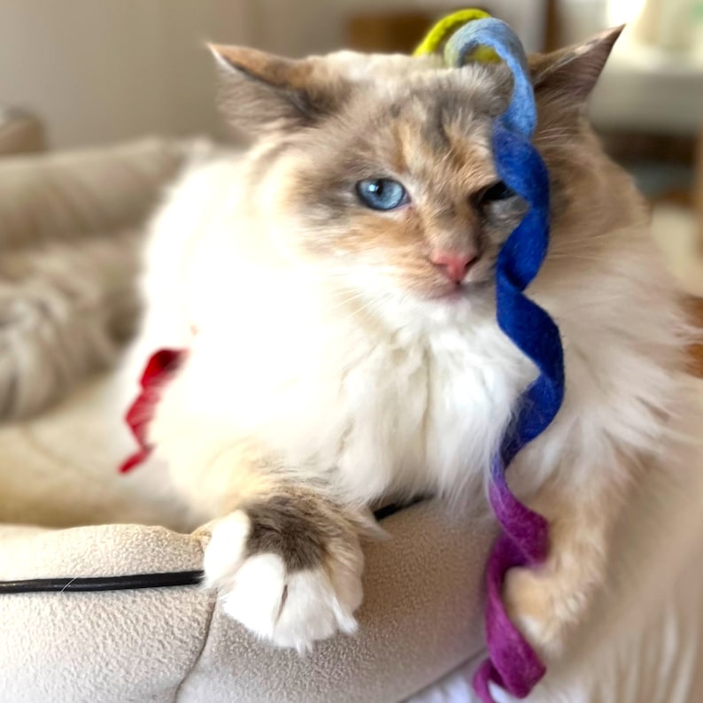 以下が含まれることがあります： 青い目をした白と灰色の猫が、カラフルな毛糸の玩具で遊んでいます。猫は薄い茶色の猫用ベッドに座っています。