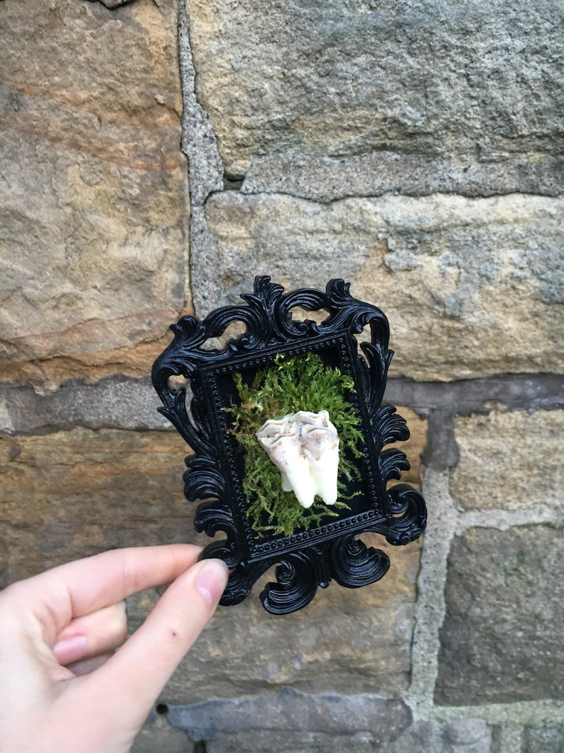 Small Moss Backed Ornate Black Frame with Red Stag Cervus elaphus Tooth