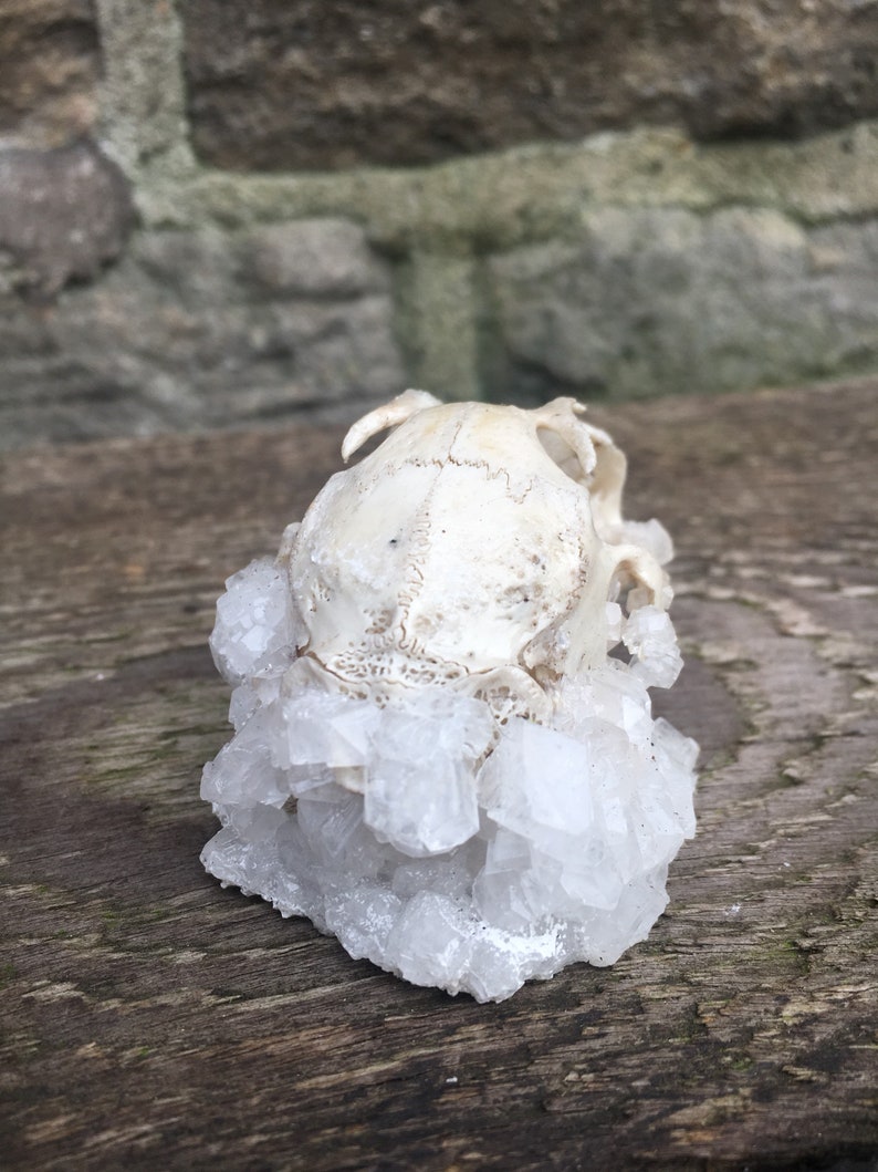 Clear Quartz Crystallized Partial Rabbit Oryctolagus cuniculus Skull