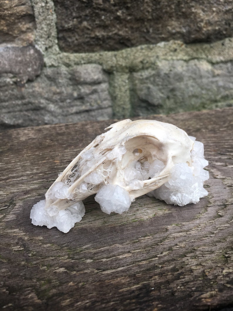 Clear Quartz Crystallized Partial Rabbit Oryctolagus cuniculus Skull