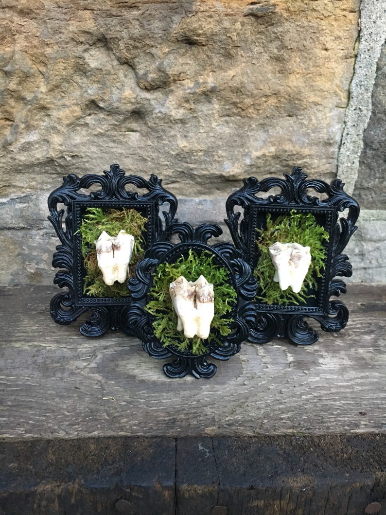 Small Moss Backed Ornate Black Frame with Red Stag Cervus elaphus Tooth
