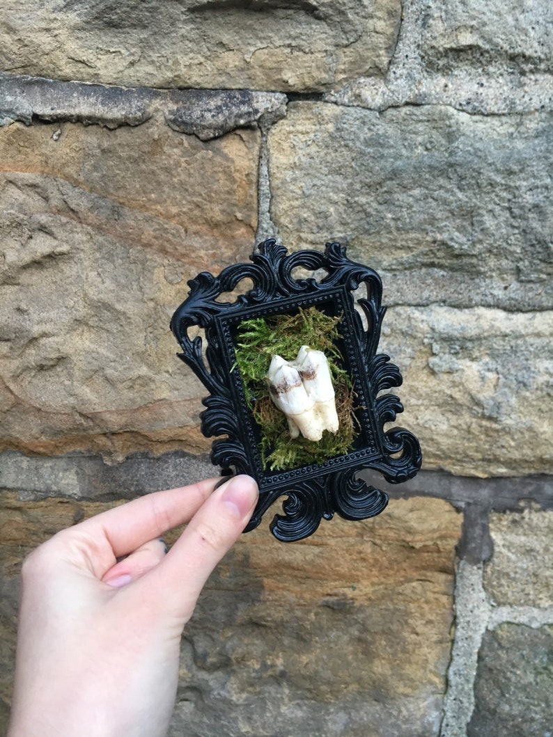 Small Moss Backed Ornate Black Frame with Red Stag Cervus elaphus Tooth