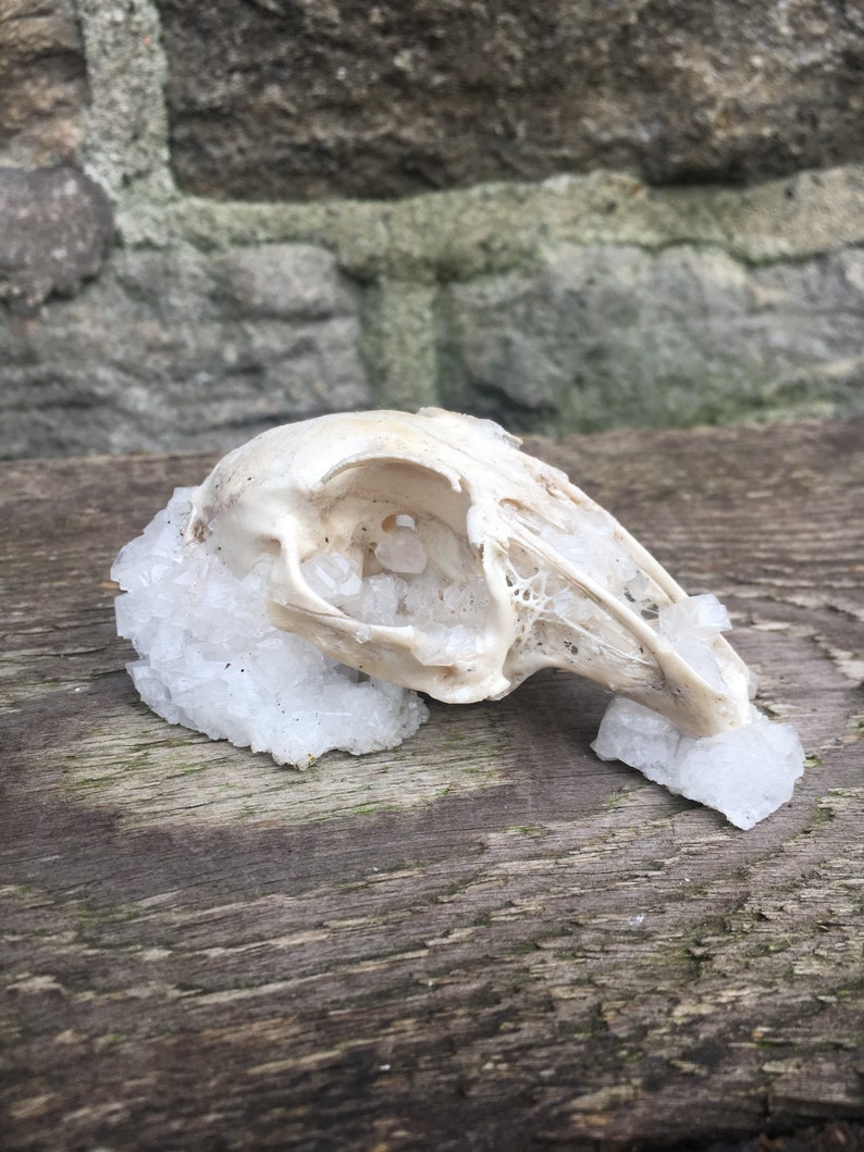 Clear Quartz Crystallized Partial Rabbit Oryctolagus cuniculus Skull