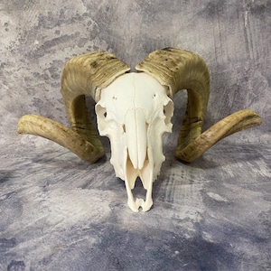 May include: A ram's skull with large, curved horns. The skull is off-white, with visible sutures and nasal cavity. The horns are a mix of tan and brown, with a textured appearance. The skull is centered against a mottled grey background.