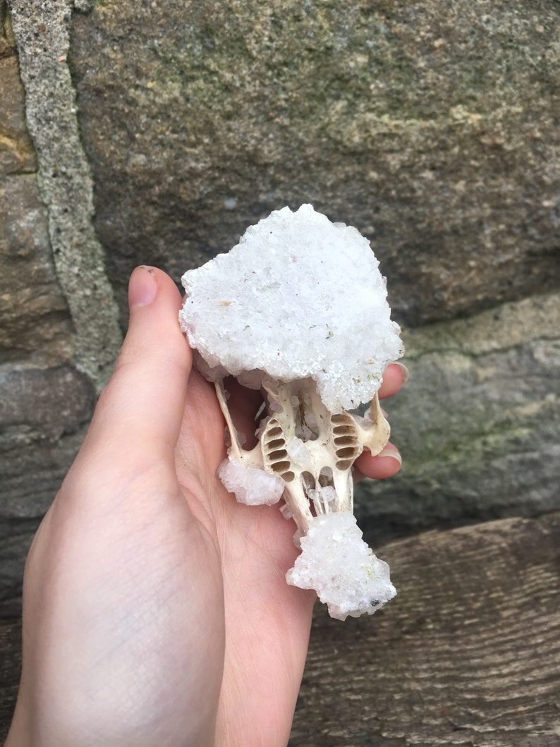 Clear Quartz Crystallized Partial Rabbit Oryctolagus cuniculus Skull