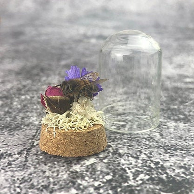 Miniature Cork Bottomed Glass Dome Containing Real Preserved Etsy UK