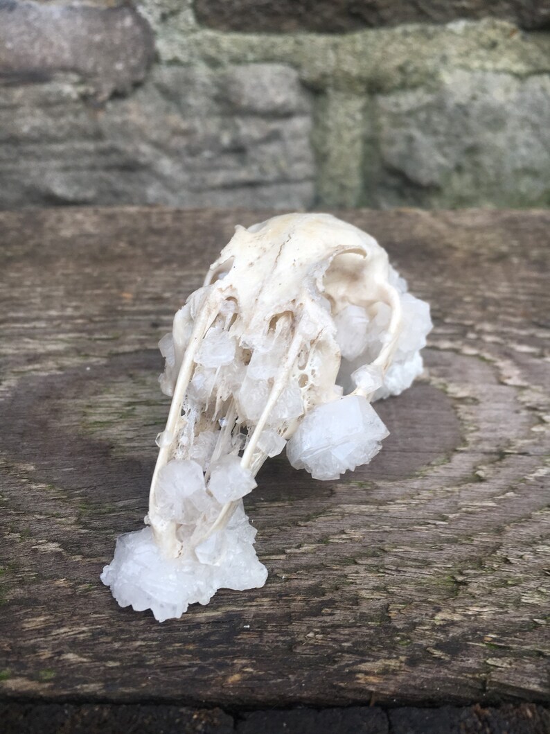 Clear Quartz Crystallized Partial Rabbit Oryctolagus cuniculus Skull