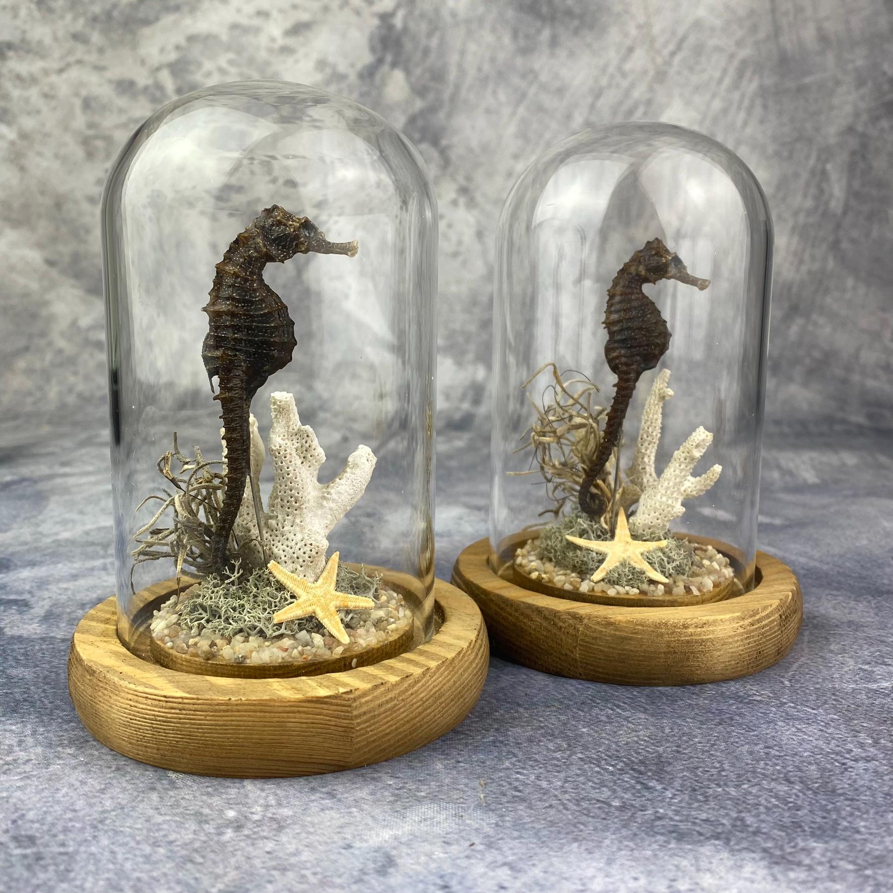 Realistic Handmade Seahorse Figurine Concrete Seahorse Statue Decoration for Garden