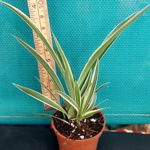 Spider plant baby babies at least 4 1/2&quot; tall varigated