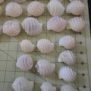 May include: A collection of various white seashells with spiral and ridged textures. Some shells have small, dark brown spots. The shells are arranged on a light green surface with grid lines and measurement markings.