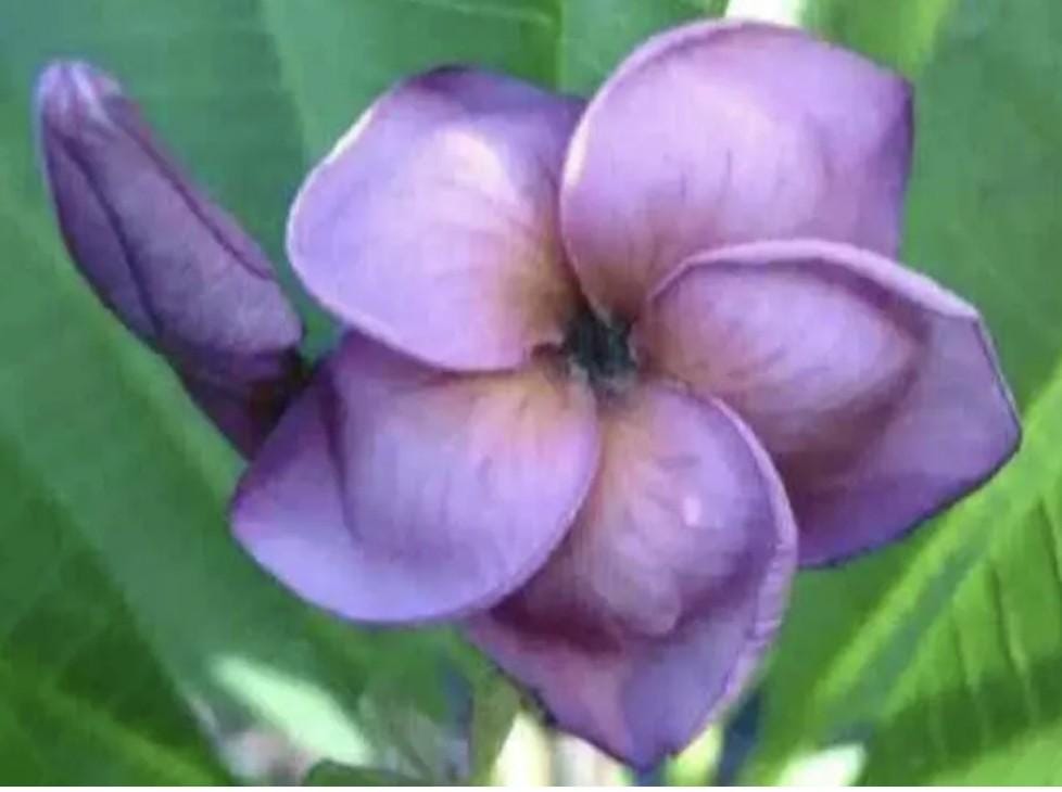 Purple Jack Plumeria - Etsy