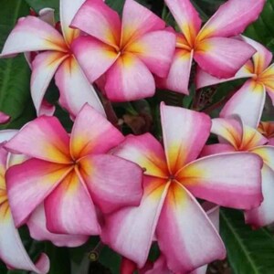 May include: A cluster of plumeria flowers featuring five petals each, displaying a gradient of white at the edges, transitioning into vibrant pink, and centered with a bright yellow star-shaped throat, surrounded by deep green leaves.
