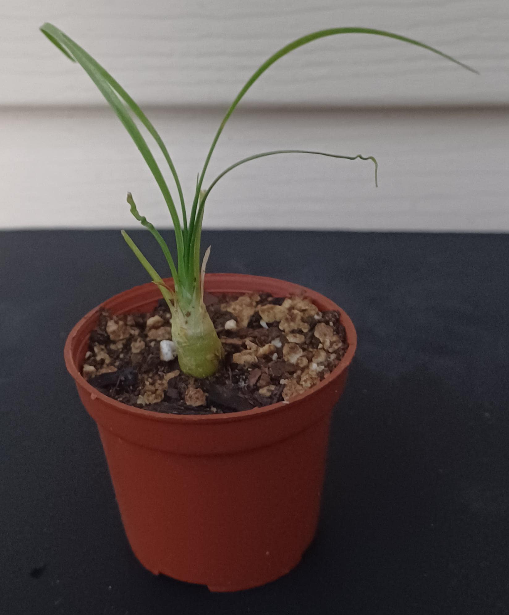 Ponytail Palm Seedling - Etsy