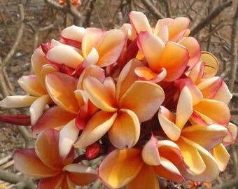 Puede incluir: Un racimo de flores de plumeria con pétalos en tonos crema suave, naranja vibrante y rosa intenso. Los pétalos se superponen en una disposición densa, mostrando un degradado de colores cálidos desde el centro hacia las puntas de cada flor.
