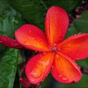 May include: A close-up of a vibrant red and orange plumeria flower with water droplets. The flower has five petals and a yellow center. Green leaves provide a backdrop to the colorful flower.