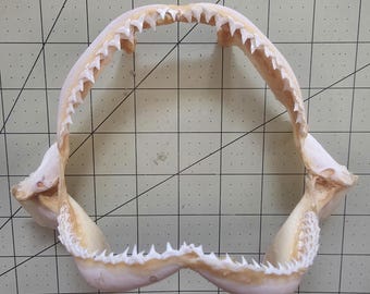 May include: A natural shark jaw specimen featuring multiple rows of sharp, white, triangular teeth set into a beige, dried cartilaginous structure. The jaw is open in a wide, circular shape, displaying the serrated edges of the teeth.