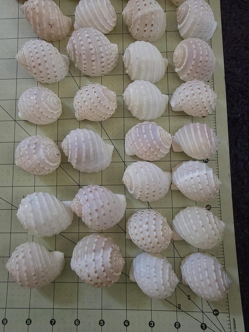 5 Tonna Tessa Seashell Spotted Tun Shells Beach Wedding Crafts Decor - Etsy
