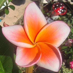 May include: A five-petaled plumeria flower featuring a vibrant gradient of colors, transitioning from a deep orange center to soft pink and white edges. The petals are arranged in a spiral pattern, showcasing a smooth, delicate texture.