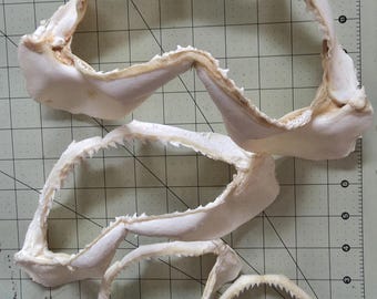 May include: Three off-white shark jaw specimens of varying sizes arranged on a green cutting mat with imperial grid markings. The largest jaw measures approximately 10 inches wide, while the smallest is about 3 inches wide.