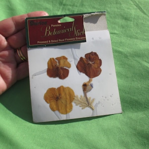 Darice Pressed & Dried Pansies For Crafts