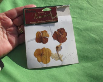 Darice Pressed & Dried Pansies For Crafts