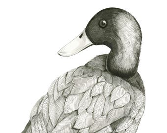 Mallard Print