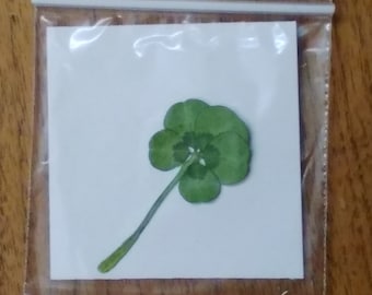 Pressed Four  and FIVE-leaf clover - more than good luck!